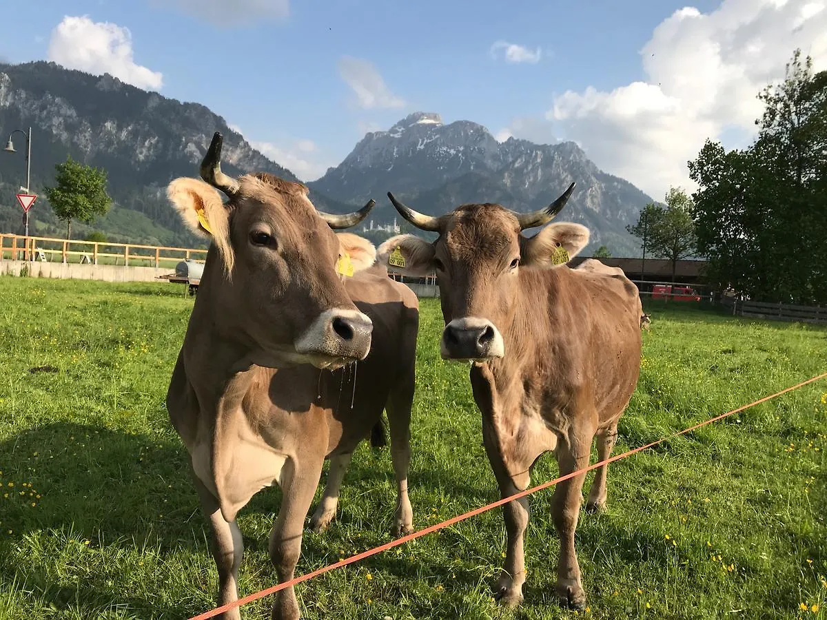 Chalet Alpenrose Schwangau 0*,  Germany